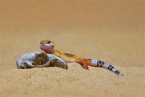 Choosing a Leopard Gecko Substrate