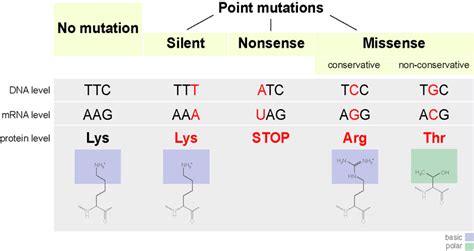 Silent mutation - Definition and Examples - Biology Online Dictionary