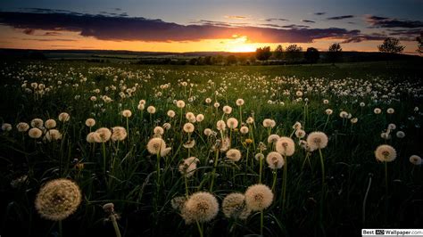 Dandelion Field Wallpapers - 4k, HD Dandelion Field Backgrounds on ...