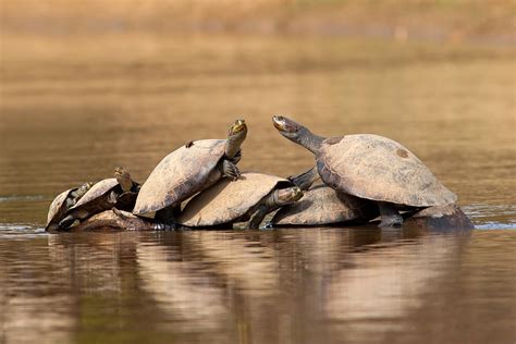 Yellow-spotted Amazon River Turtles on Tree Photograph by Aivar Mikko ...