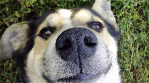 Dog Nose, HD Funny, 4k Wallpapers, Images, Backgrounds, Photos and Pictures