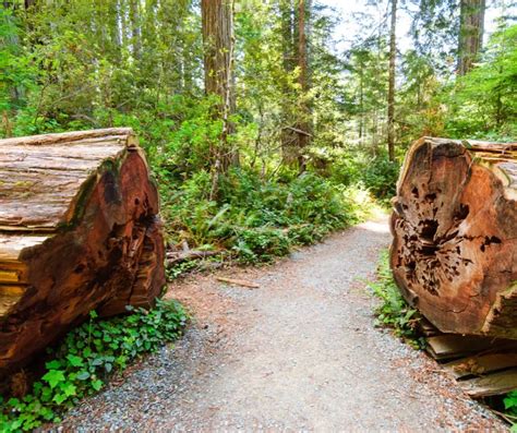 Redwood National Park Facts for Kids - KonnectHQ