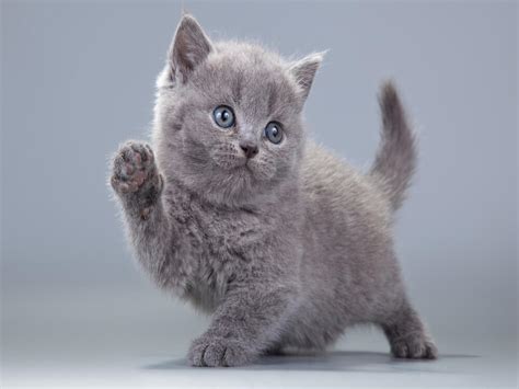 british shorthair kitten feeding guide,www.npssonipat.com