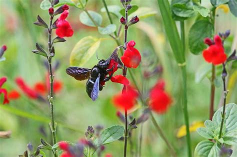 Carpenter Bee: a Vital Pollinator and Wood Carver