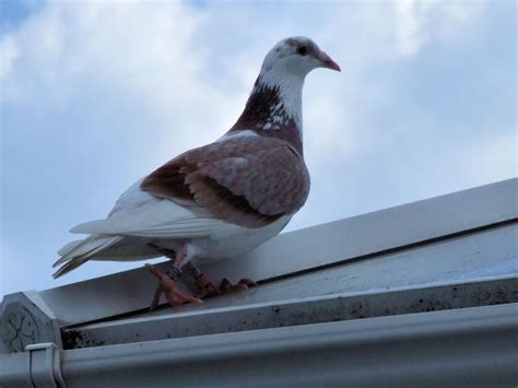 Pigeon Racing; What Make's a Champion? | Winning Pigeon Racing and ...