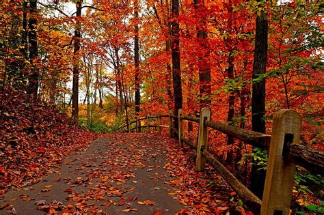 Autumn path, pathway through autumn HD wallpaper | Pxfuel