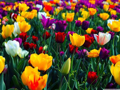 🔥 [80+] Full Hd Flowers Wallpapers | WallpaperSafari