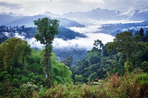 Mindo Cloud Forest - Things To Do - Journey Latin America