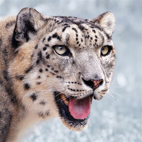 File:Snow leopard portrait-2010-07-09.jpg - Wikimedia Commons