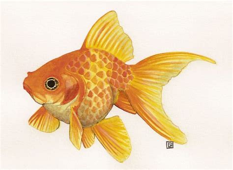 Fish art, Goldfish art, Fish drawings