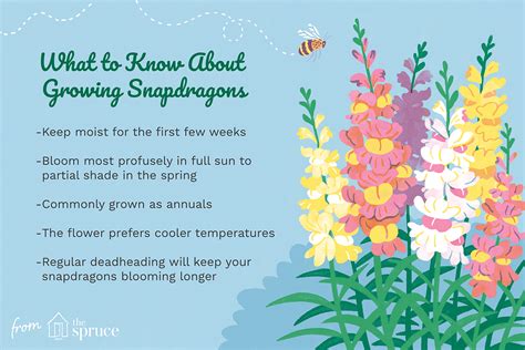 Snapdragon: Care & Growing Guide