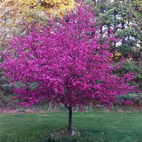 Royal Raindrop Crabapple - Super & Son Nursery