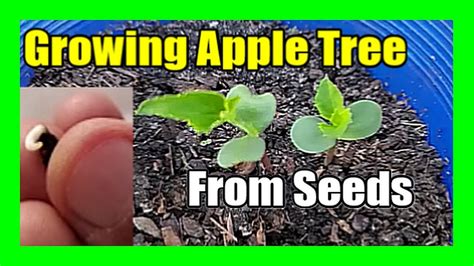 How To Grow Apple Tree From Seed at Home: Easy Apple Seed Germination ...