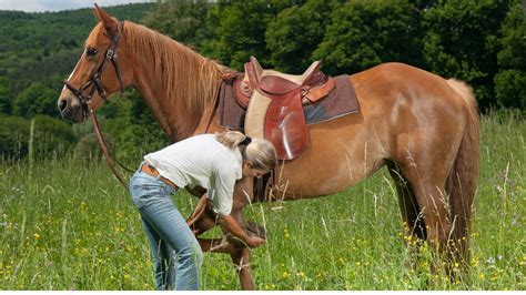 Senior Feed: Can a Horse Founder (Laminitis) on it?