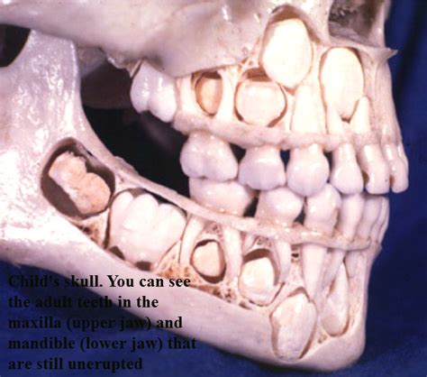 Sil's Skeletal Spotlight