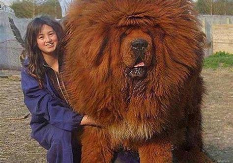 The biggest Tibetan mastiffs (29 photos): the largest Tibetan mastiff ...