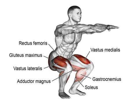 Squats Muscles Targeted