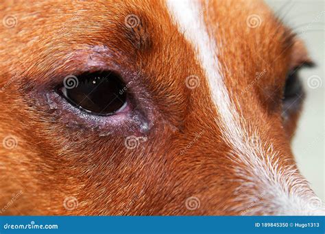 Portrait of a Dog with Eye Problem, Conjunctivitis. Dog with Bad ...