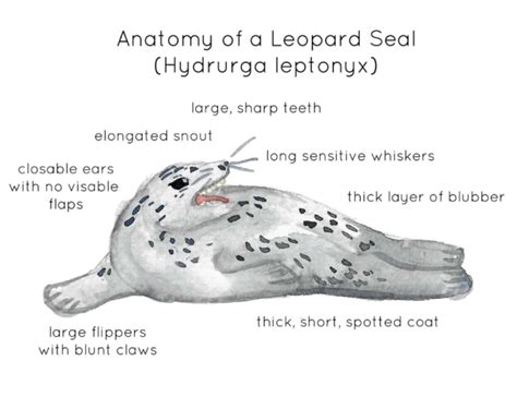 Anatomy of a Leopard Seal by Teach Simple