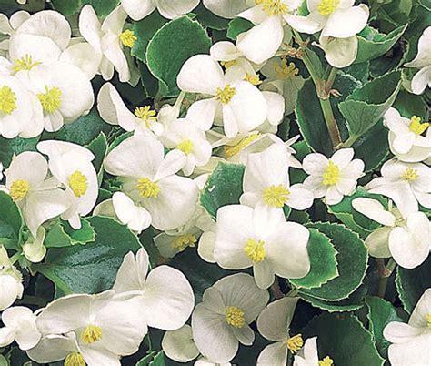 Green White Begonias