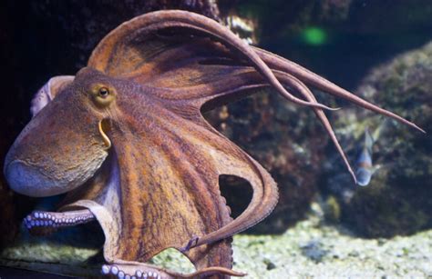 Octopus in Tank | ClipPix ETC: Educational Photos for Students and Teachers