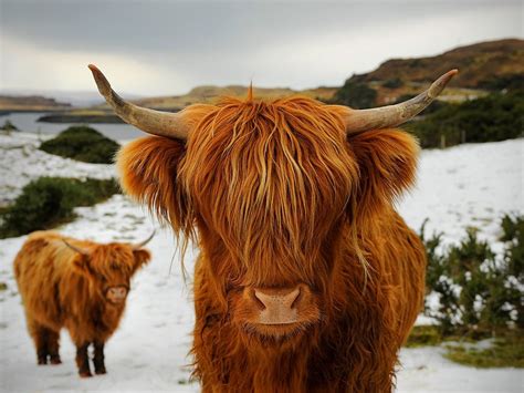 Highland Cattle, Scotland | Highland cattle, Animals beautiful, Animal ...