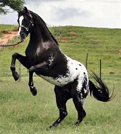 Appaloosa Horses Snowcap Horses | Horse breeds, Horses, Appaloosa horses