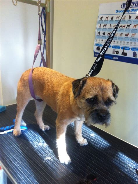 Another lovely border terrier groomed today Lilly was hand striped ...