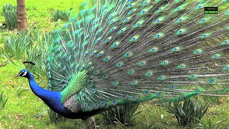 Peacock Calling Sound Effect | Peacock call, Sound effects, Peacock