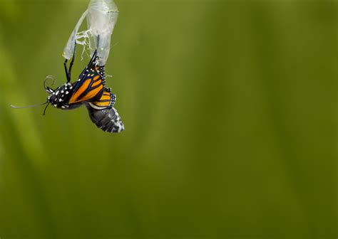 Butterfly Chrysalis