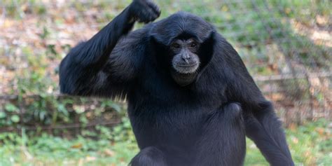 Siamang | Smithsonian's National Zoo and Conservation Biology Institute