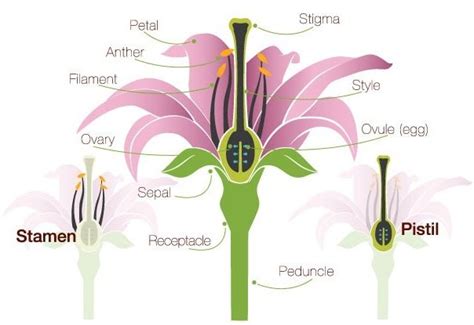 What Is The Importance Of Stamen In A Flower | Best Flower Site