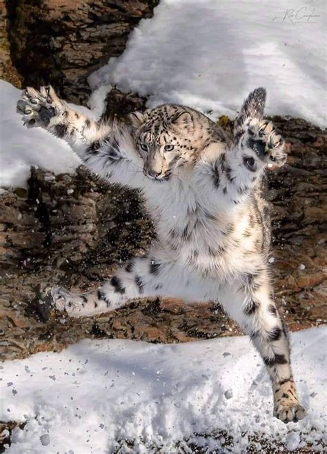 A leaping snow leopard - 9GAG