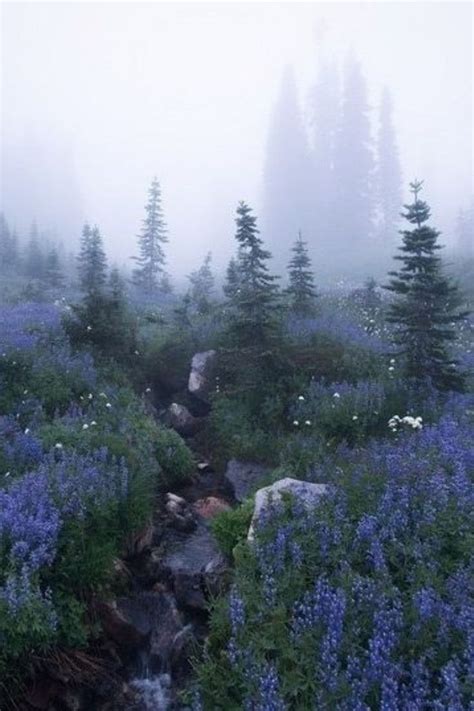 view forest fog | Fantasy landscape, Nature photography, Nature aesthetic