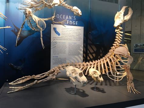 Elephant seal skeleton and skulls - California Academy of Sciences, SF ...