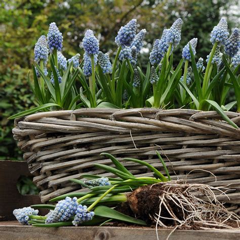 Ice Blue & White Grape Hyacinth Bulbs for Sale | Ocean Magic – Easy To ...