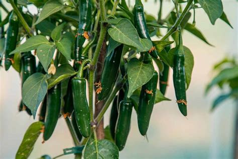 How to Plant and Grow Serrano Peppers | Gardener’s Path