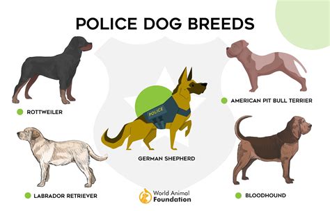 14 Popular Police Dog Breeds That Help Law Enforcement, 41% OFF