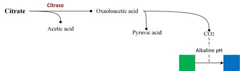 Simmons Citrate Agar | Principle | Preparation | Interpretation