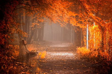 splendor, Leaves, Bench, Nature, Forest, Fall, Autumn, Path, Autumn ...