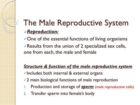 Male Reproductive System Structure And Function | Images and Photos finder