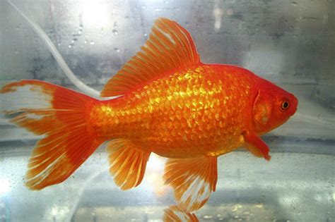 Common Goldfish: Info with Care Details and Pictures