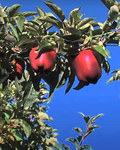 11+ Red Apple Tree Varieties – World of Garden Plants