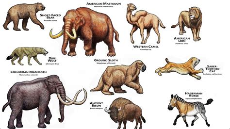 Extinct Pleistocene Megafauna of North America