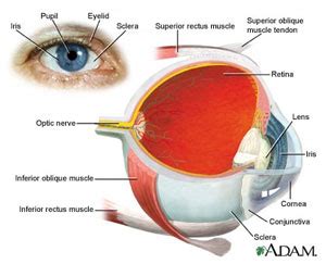 Aniridia Genetics & Impact on Vision – Vision for Tomorrow