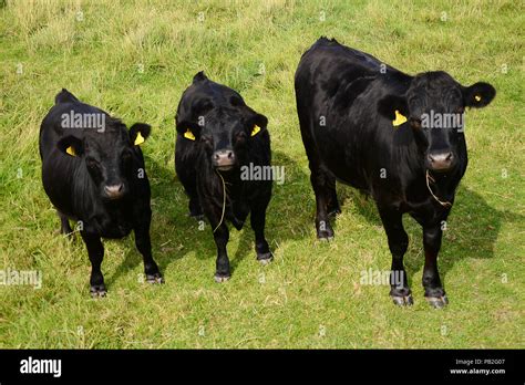 purebred black Aberdeen Angus cows Stock Photo - Alamy