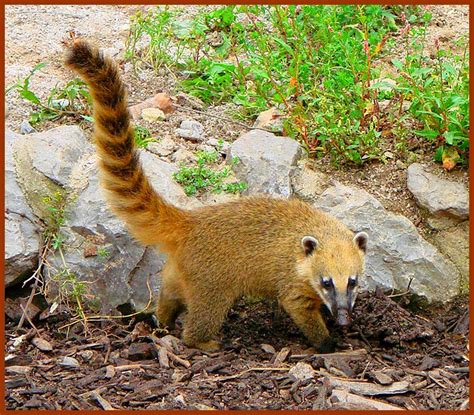 COATI ROUX A QUEUX ANNELE