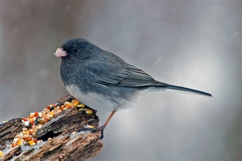 All About Birds: Dark-eyed Junco