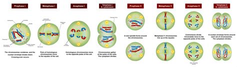 Meiosis I and Meiosis II: What is their Difference? | Albert.io