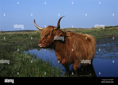 Scottish Highland Cattle Stock Photo - Alamy